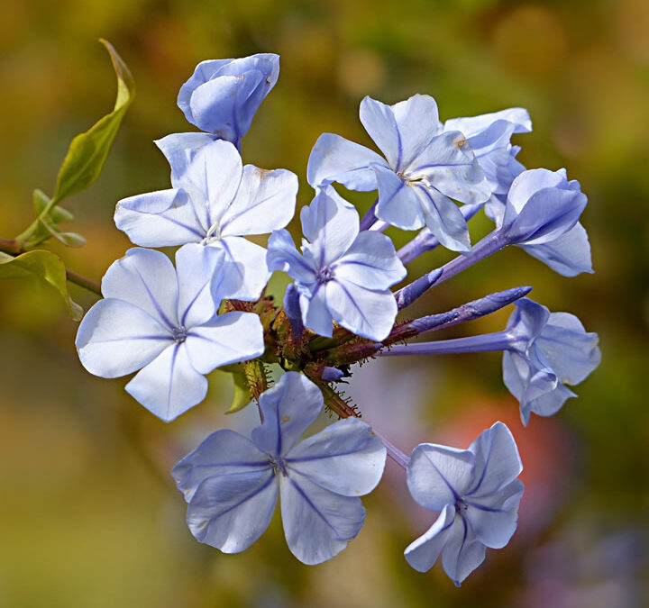 Bachblüten – Basics und Anwendung von Bachblüten und Essenzen